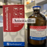 amoxicillin Without prescription online sale bf