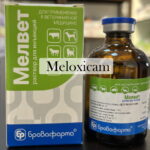 meloxicam injected 3