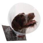 Protective Collar 25 cm fast system "Quick"