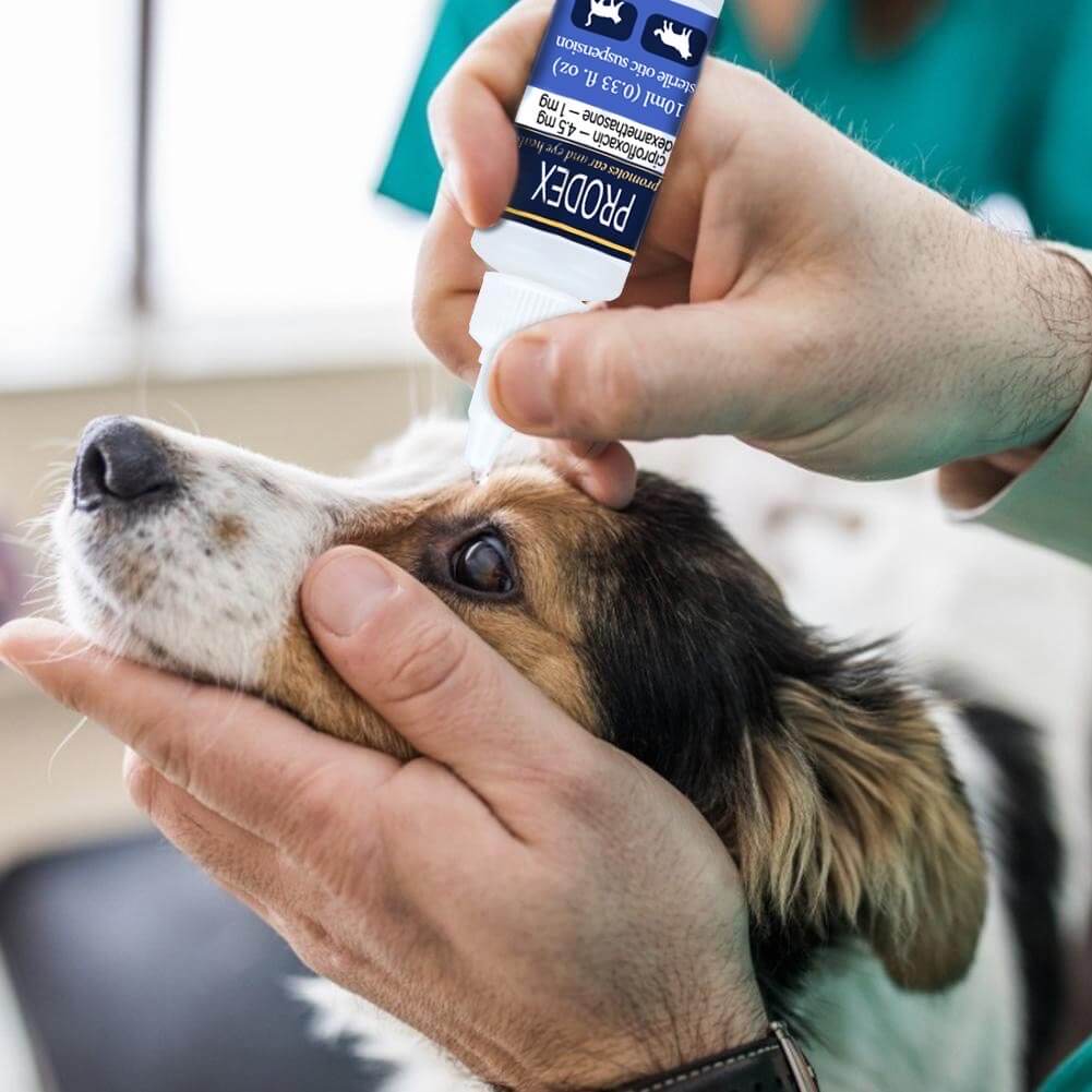 can dogs use cipro eye drops